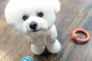 Door to Door(ドアトゥドア)－岡本・苦楽園のペットホテル・トリミング